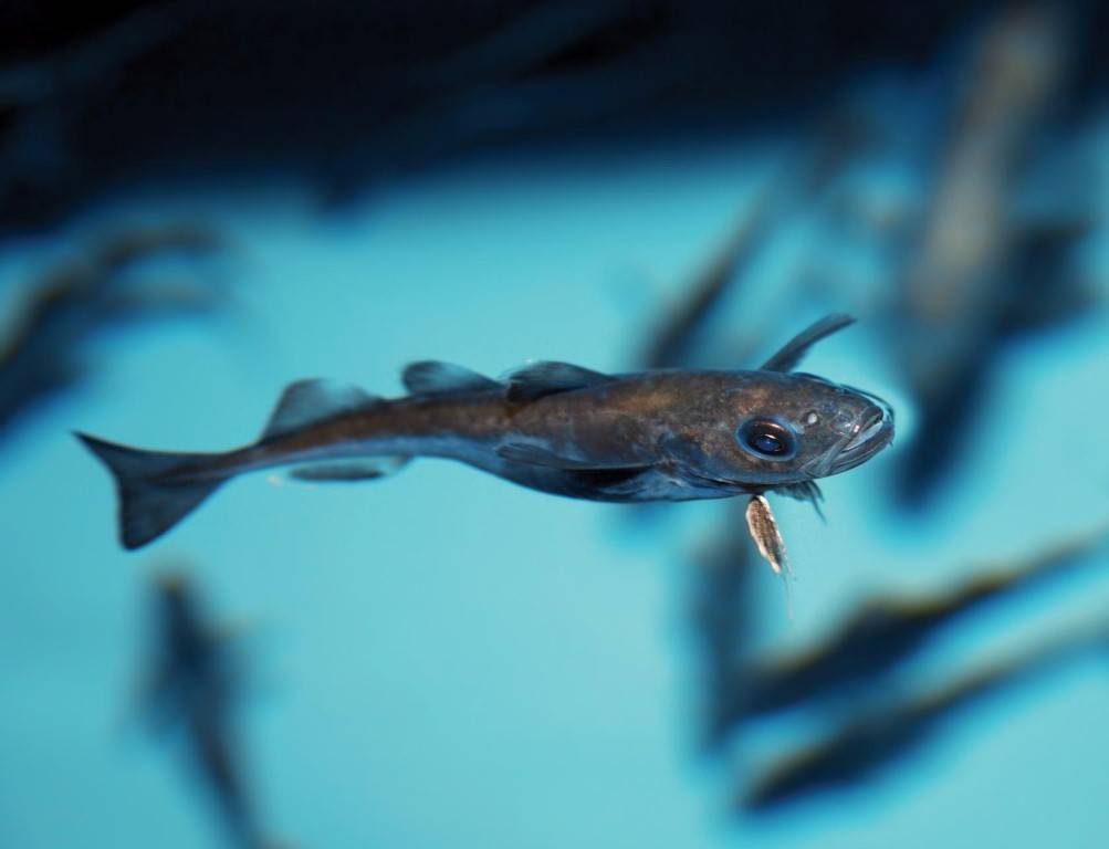 Рыба сайка (полярная тресочка) — арктический представитель тресковых