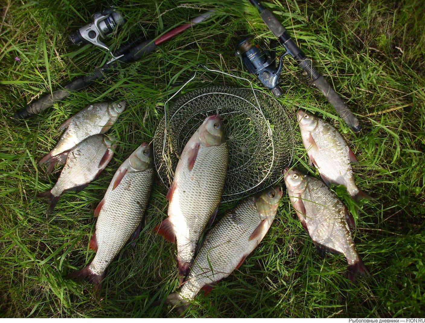 Рыбалка в ишиме и ишимском районе — лучшие места для ловли, какая рыба водится в реке