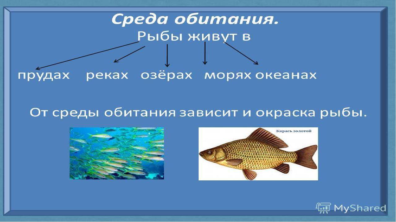 Линь рыба: особенности выращивания и ухода