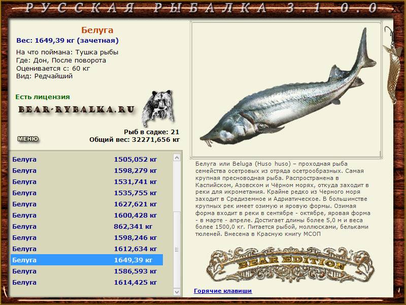 Белуга: фото и описание рыбы, ареал обитания и маршруты миграции, способы размножения белуги и особенности рациона