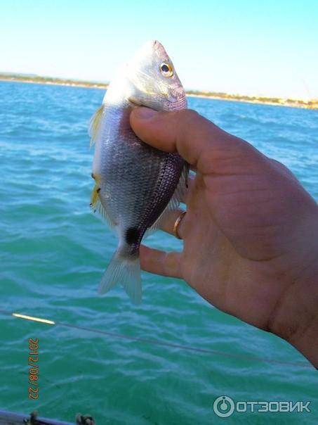 Рыбалка в анапе (морская и речная): как ловить с берега, какая рыба водится в море