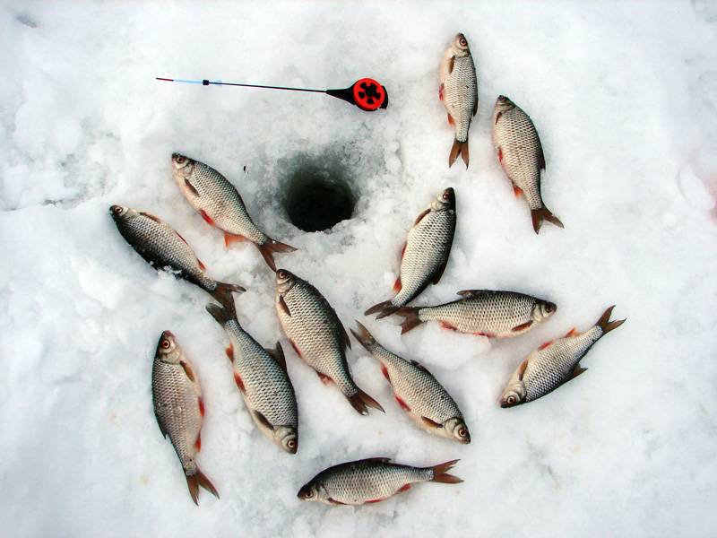 Рыбалка на плотву в феврале