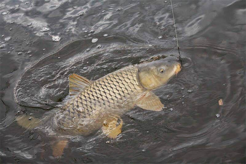 Рыбалка на озере бисерово и прилегающих прудах
