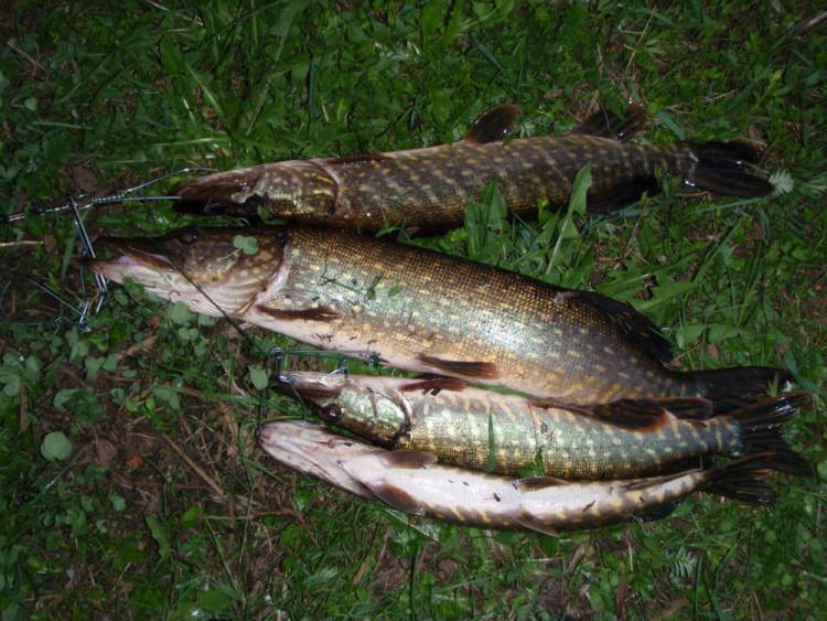 Рыбалка в егорьевске: особенности ловли в рыбхозах егорьевского района, какая рыба водится
