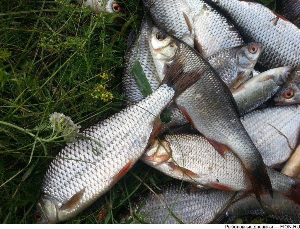 Обзор бесплатной и платной рыбалки в ногинском районе - суперулов - интернет-портал о рыбалке