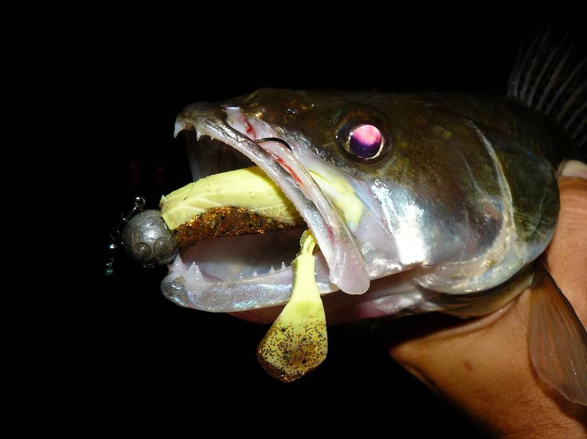 Ловля хищной рыбы спиннингом ночью - техника ловли, приманки