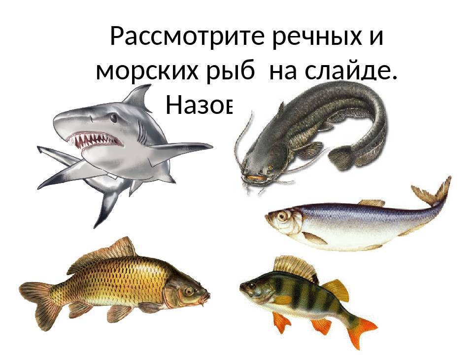 Чем морская рыба отличается от речной, и какая полезней для здоровья