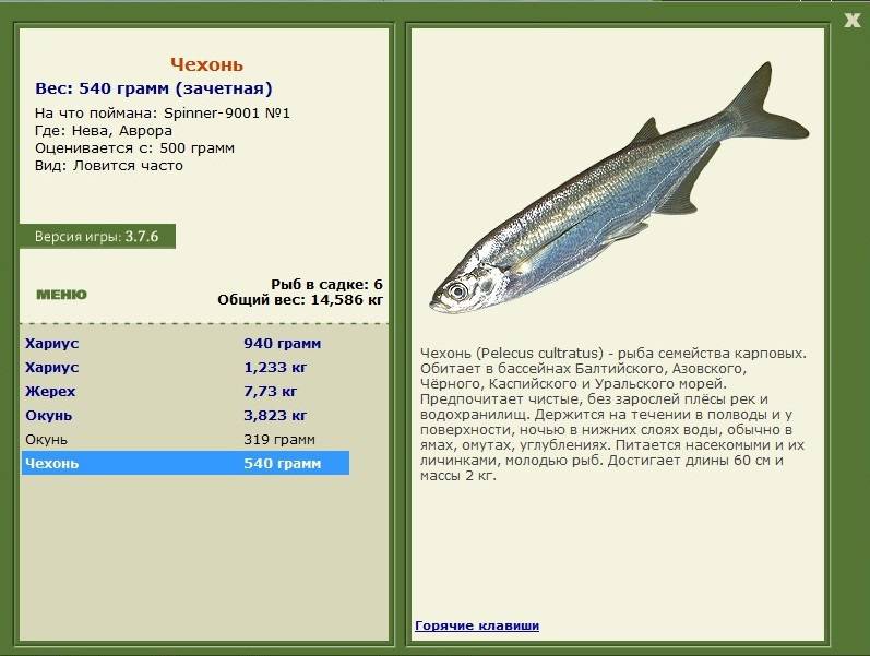 Чехонь: рыба чехонь фото и описание, нерест, способы ловли, образ жизни, приманки