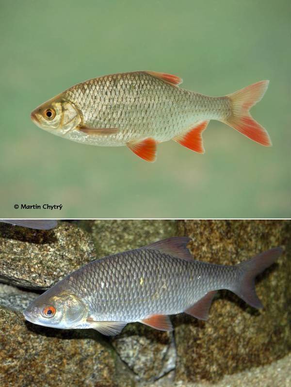 Чем отличается красноперка рыба от плотвы, чем питается, ловить