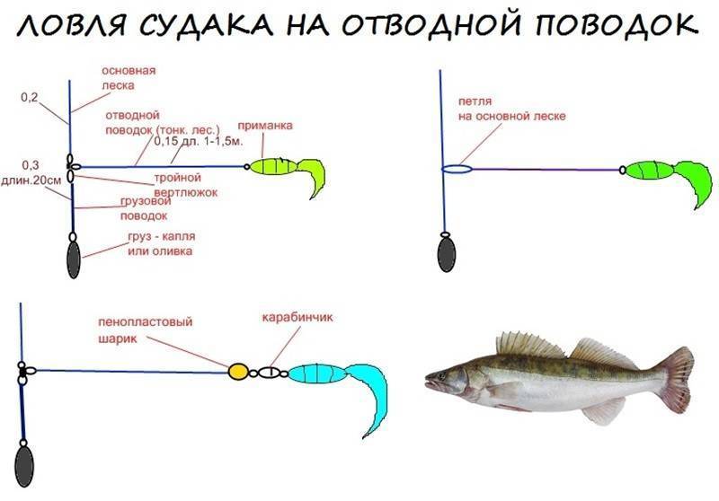 Рыба гольян – описание, поведение. снасти для ловли гольяна.