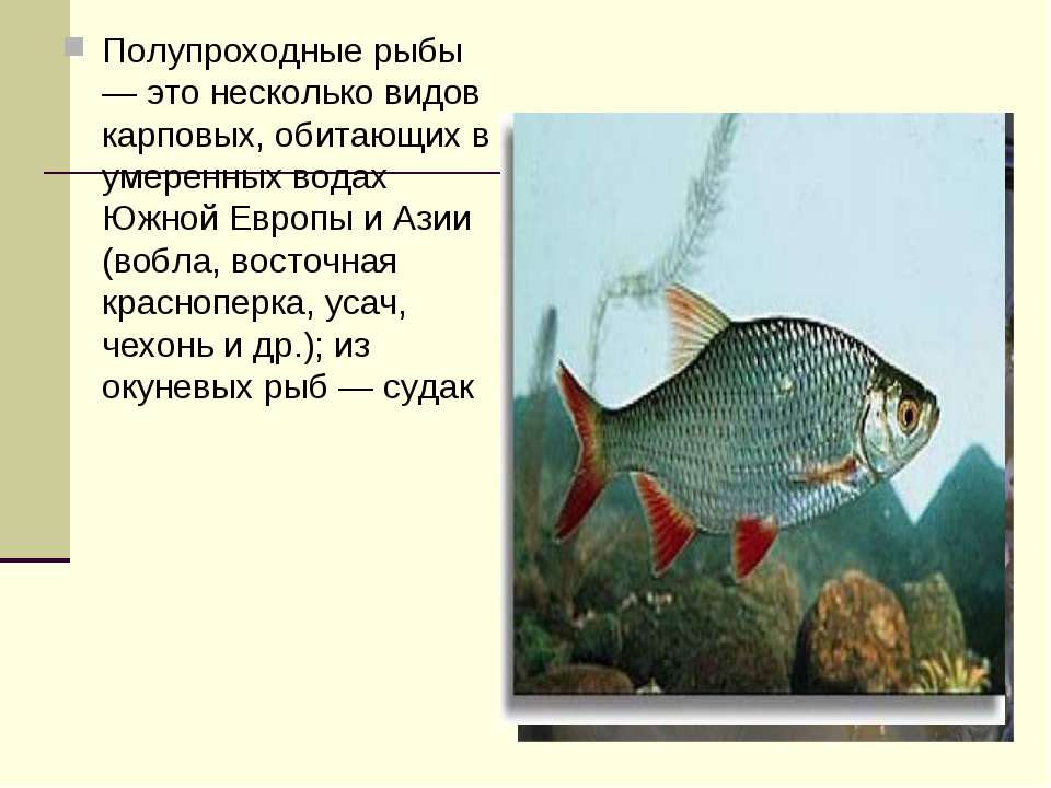 Красноперка рыба. образ жизни и среда обитания красноперки