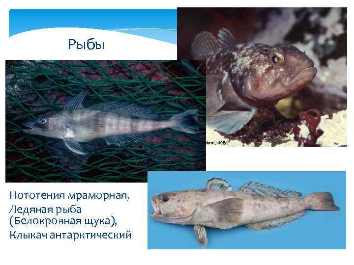 Ледяная рыба (лат. champsocephalus gunnari)