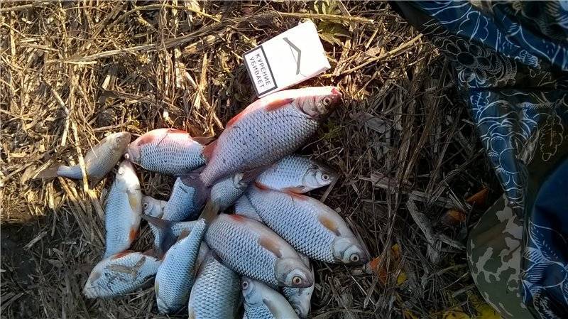 ᐉ рыбалка во владимирской области - ✅ ribalka-snasti.ru