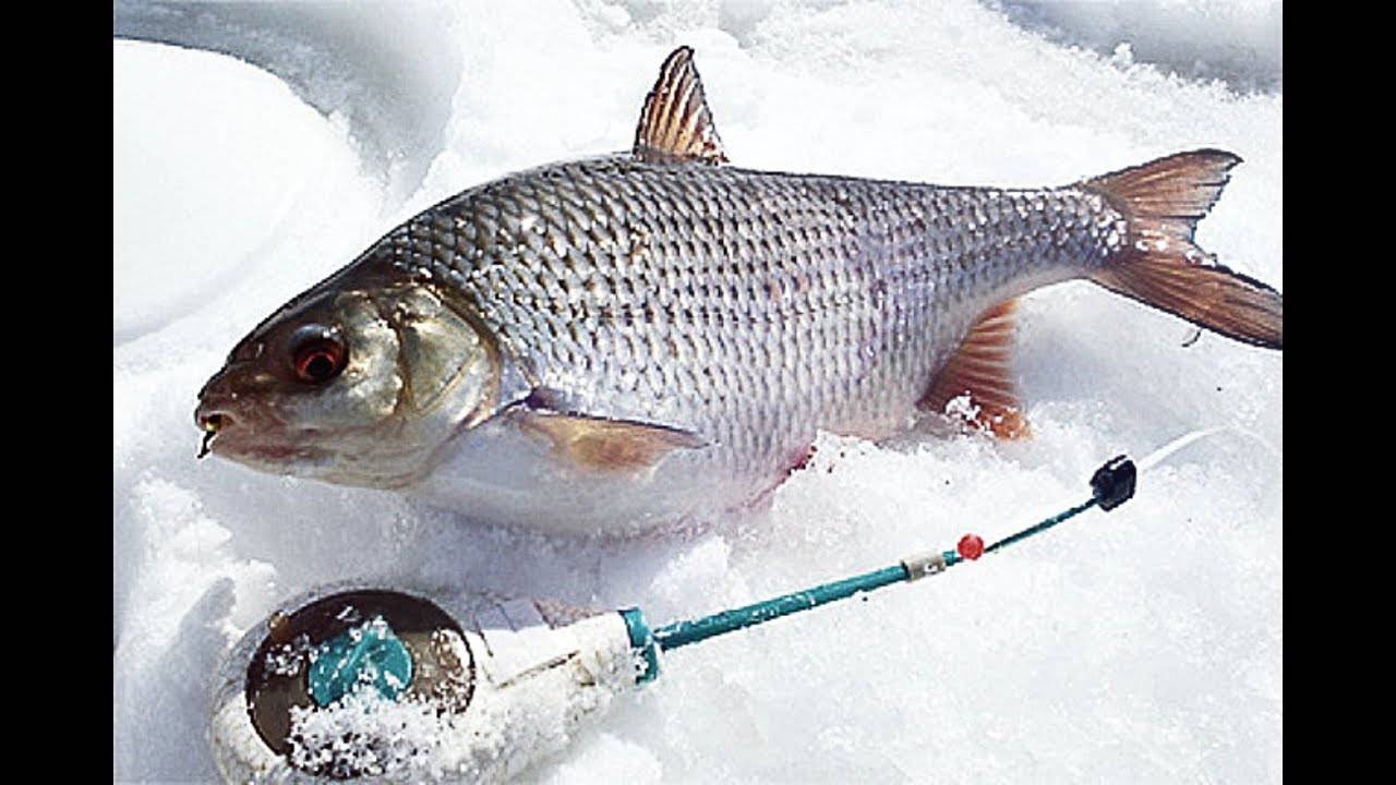Ловля плотвы на мормышку зимой - на рыбалке!