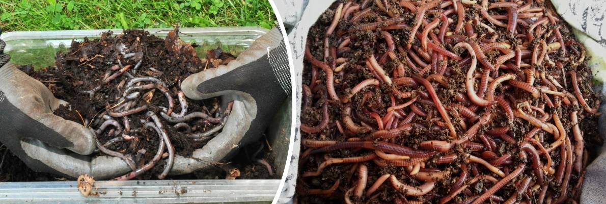 Живая наживка для рыбалки: хранение мотыля, опарыша и червя