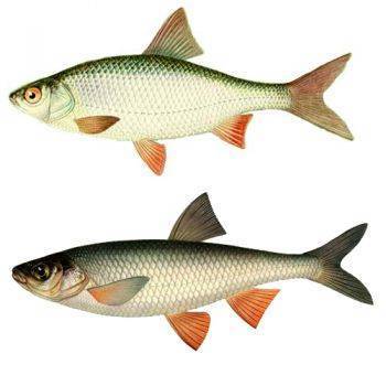 Рыба елец: описание, образ жизни, пищевые предпочтения и способы ловли