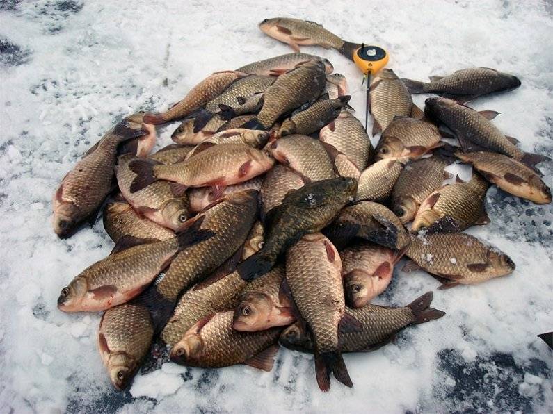 Самые рыбные места в хакасии и абакане, где стоит ловить рыбу