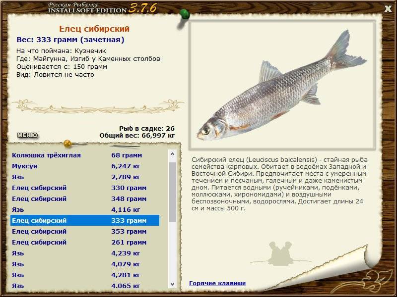 Рыба елец — описание, образ жизни, рыбалка, рецепты блюд, фото и видео