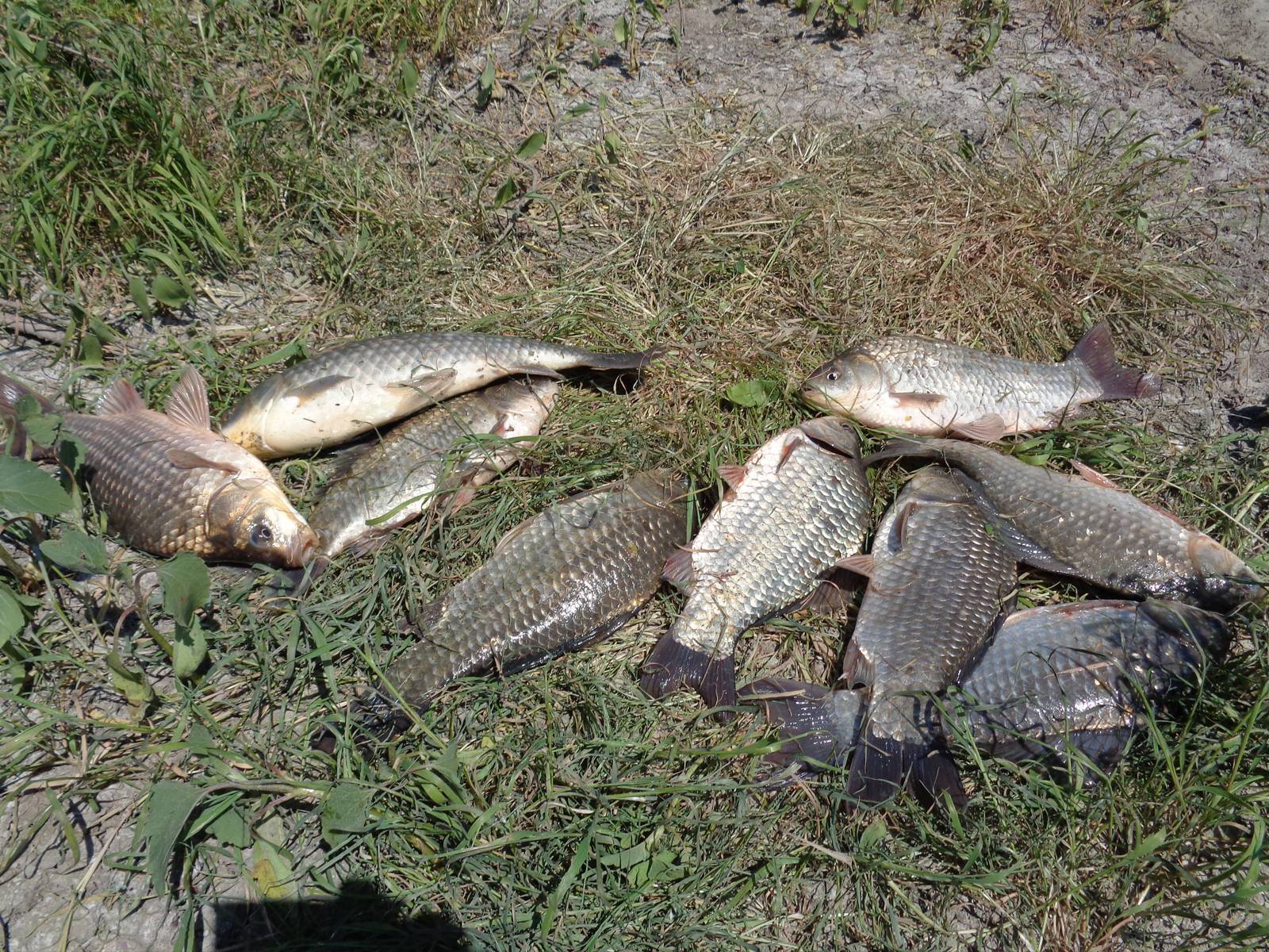 Рыбалка в ишиме и ишимском районе — советы и рекомендации