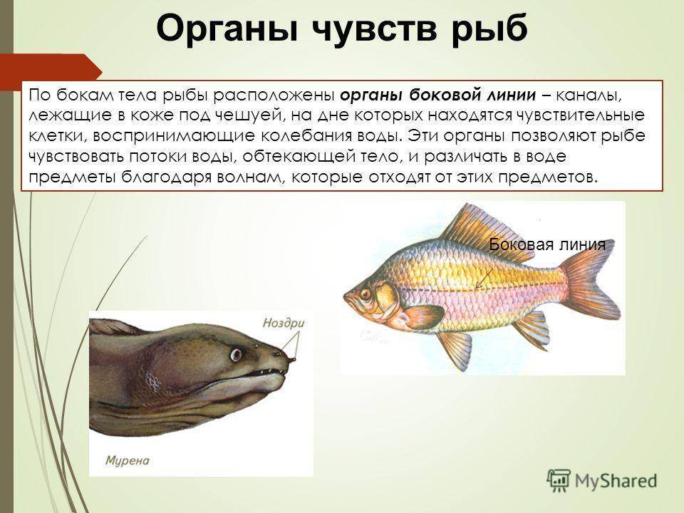 Рыбы - виды, строение, память, внутренние органы, размножение