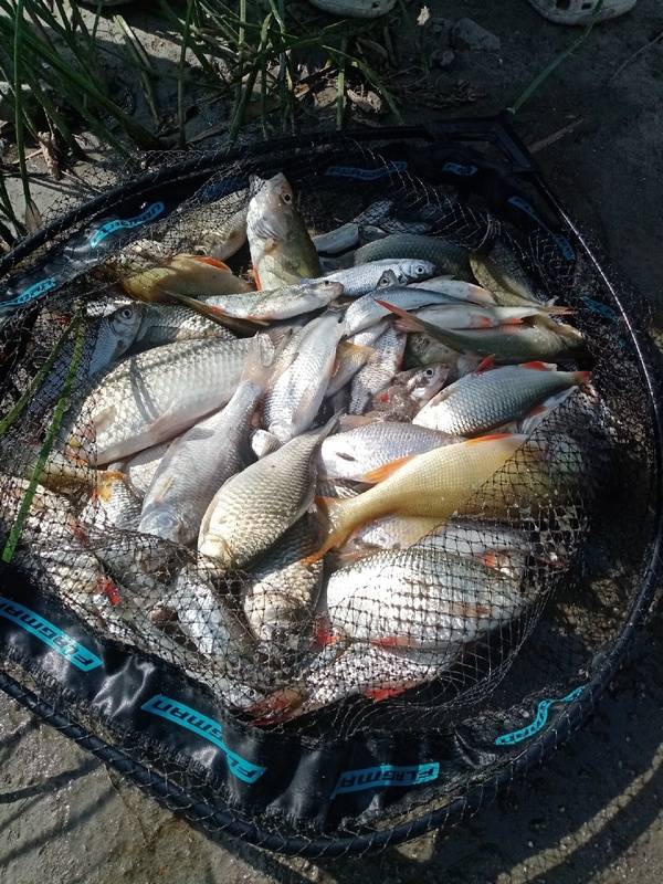 Платные пруды в саратове для рыбалки: какую рыбу можно ловить