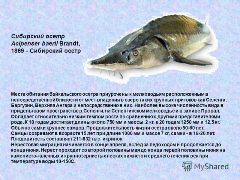 Рыба калуга фото и описание самая большая