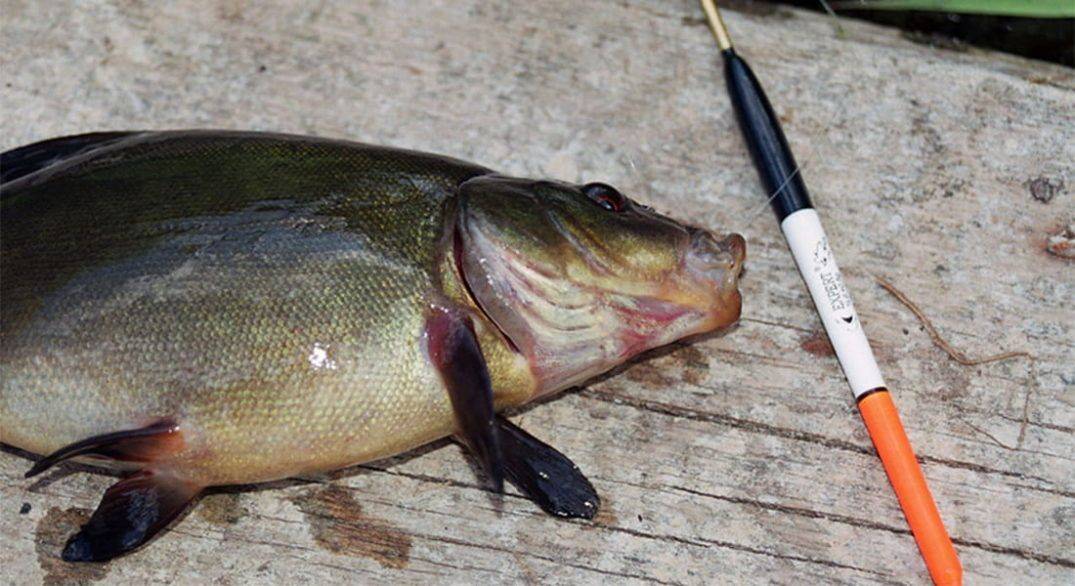 Рыбалка на линя поплавочной удочкой: снасть и оснастка, прикормка и наживки