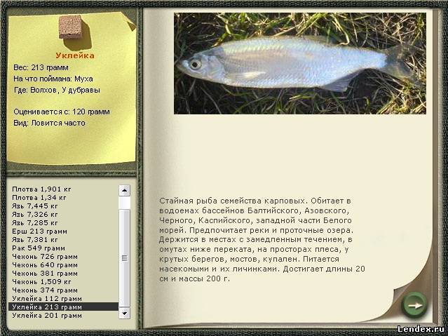 Рыба уклейка, фото, описанием внешнего вида и образа жизни уклейки