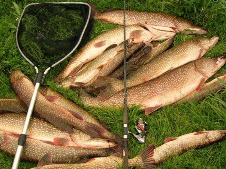 Рыбалка в сызрани: места и способы ловли - рыба