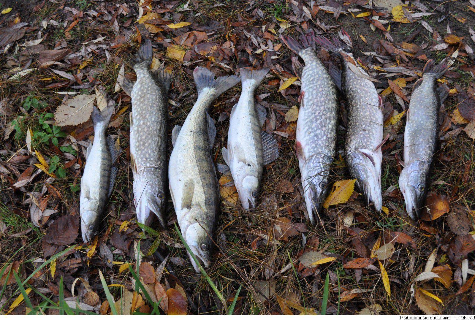 Озернинское водохранилище: рыбалка и отдых на вдхр, какая рыба водится, какие места можно назвать рыбными