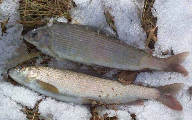 ᐉ особенности рыбалки в амурской области – на что и где ловить - ✅ ribalka-snasti.ru