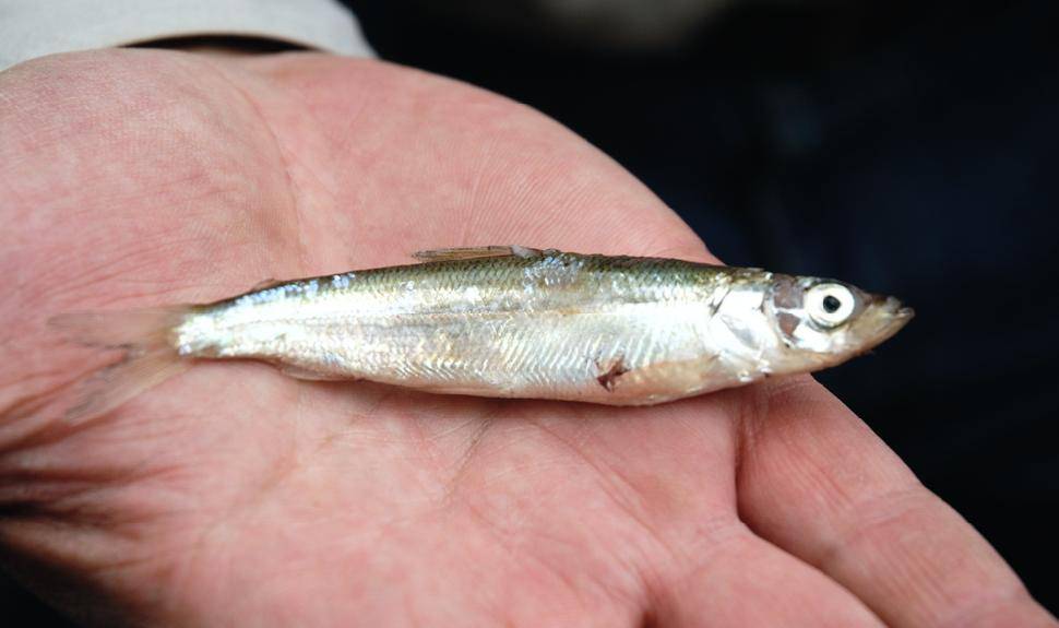 Селитерная рыба: можно ли употреблять в пищу и какая опасность для человека