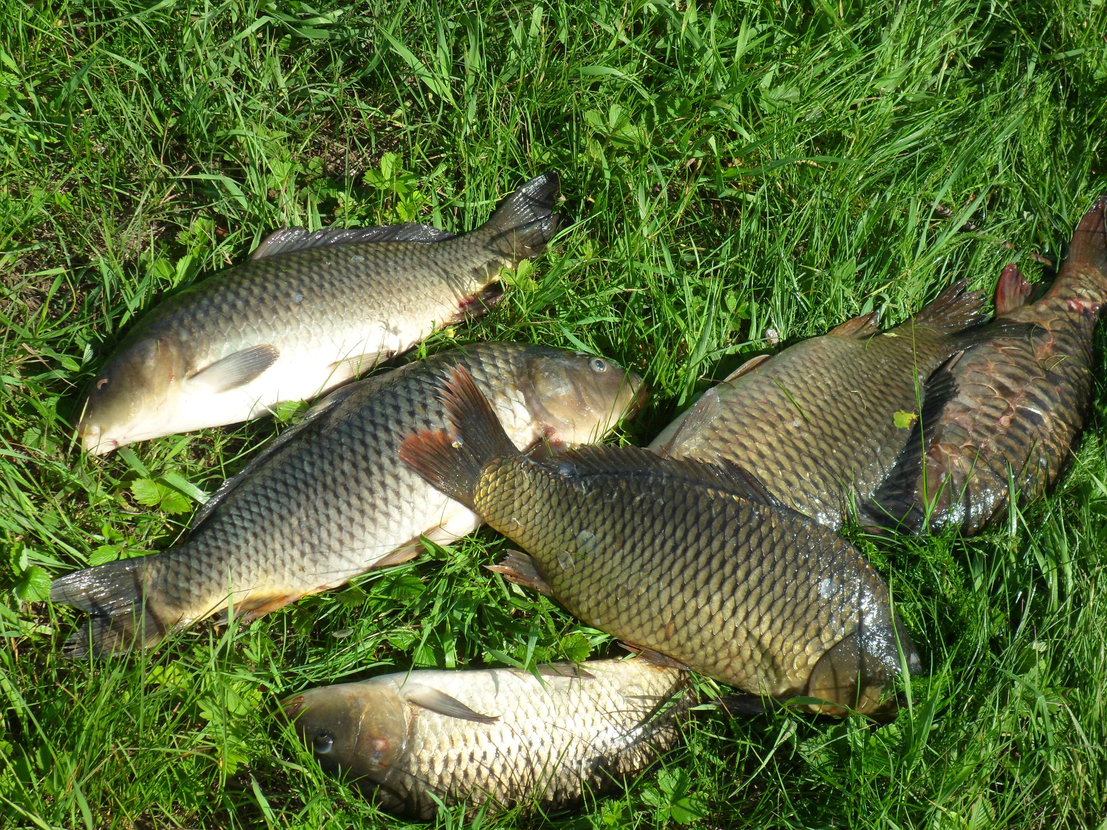Рыбалка в рязанской области: реки ока, проня и другие привлекательные для ловли места