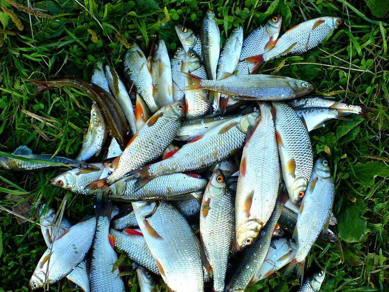 12 лучших мест для рыбалки в кемеровской области - рыболов дека