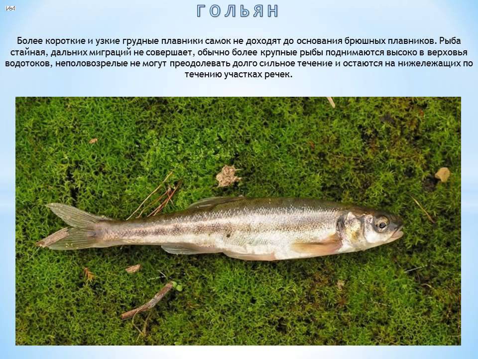 Рыба гольян обыкновенный — фото, описание, виды (речной, озерный)
