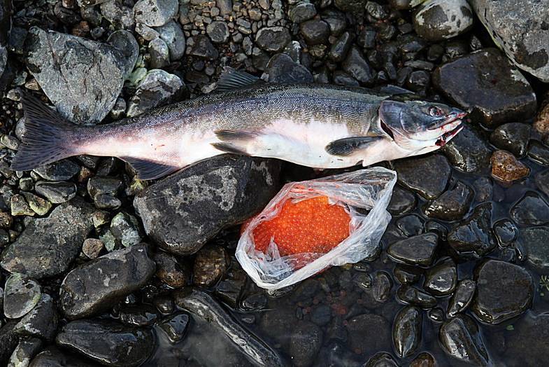Ловля атлантического лосося: как и где поймать крупную рыбу