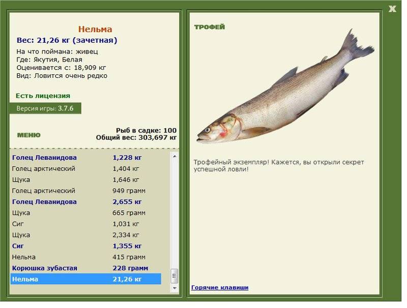 Рыба белорыбица: описание внешнего вида, мест обитания, ценность вида и фото