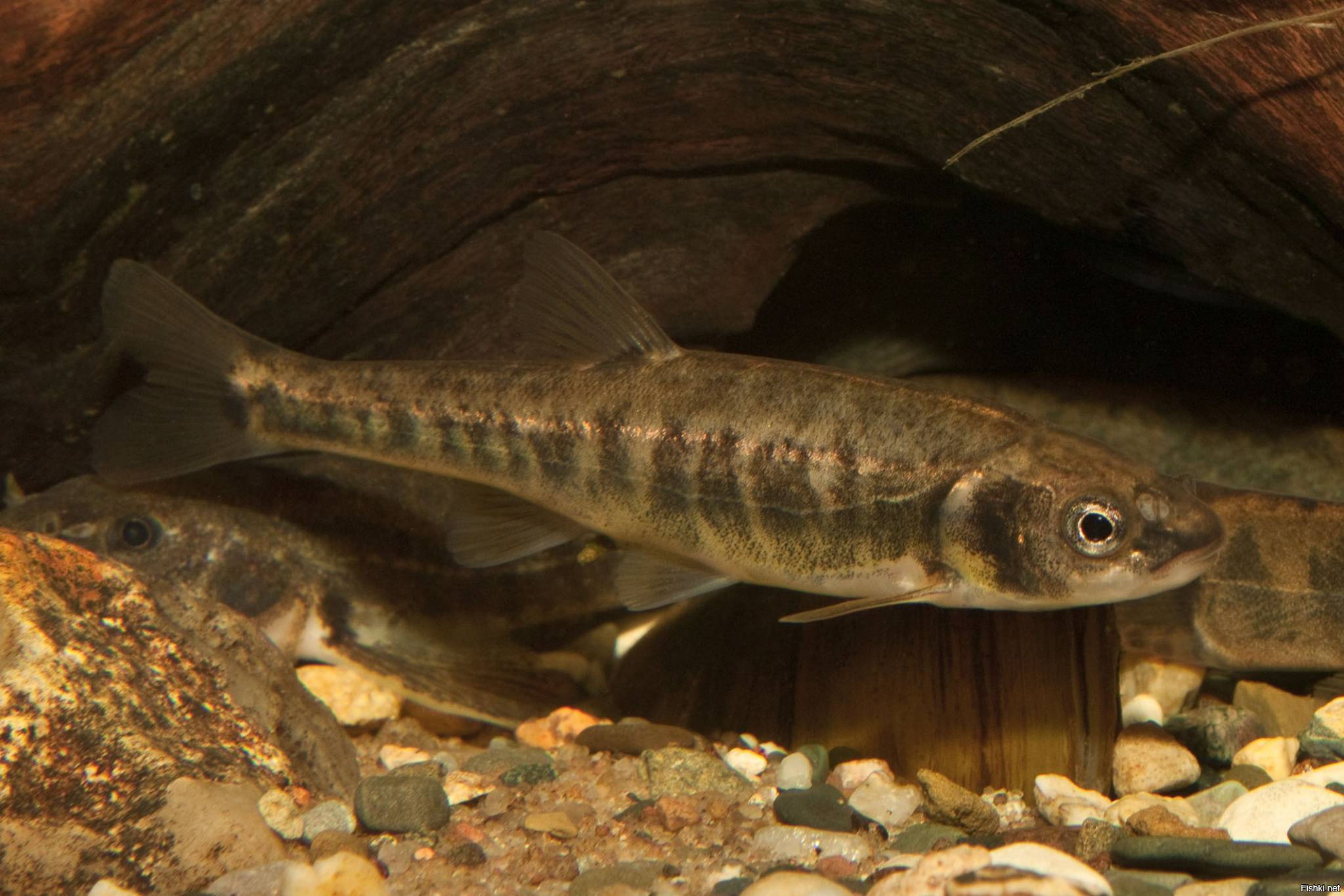 Рыба гольян обыкновенный — фото, описание, виды (речной, озерный)