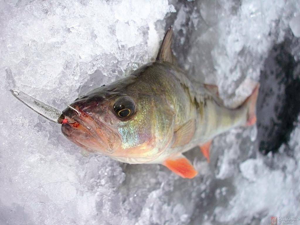 Рыбалка на окуня по первому льду – техника и советы