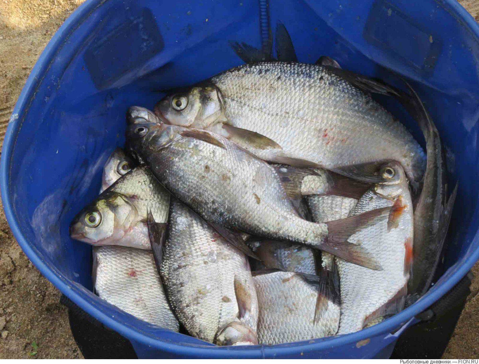Озернинское водохранилище: рыбалка и отдых на вдхр, какая рыба водится, какие места можно назвать рыбными