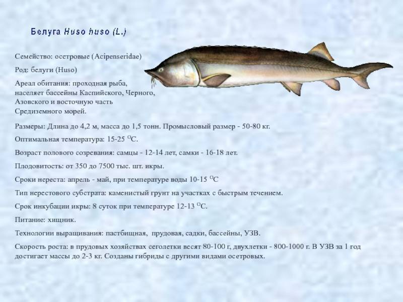 Белуга (рыба): описание и фото :: syl.ru