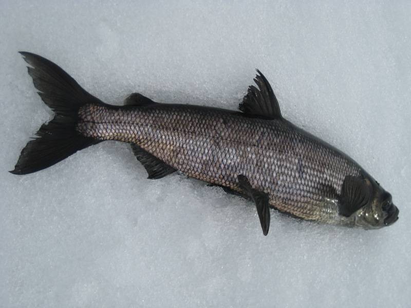 Рыба рипус: описание вида и особенности ловли, места обитания, жизненный цикл