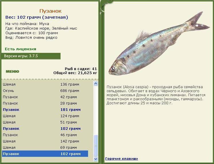 Рыба чехонь (50 фото): места обитания, описание, особенности нереста, ловля на спиннинг, использование, видео