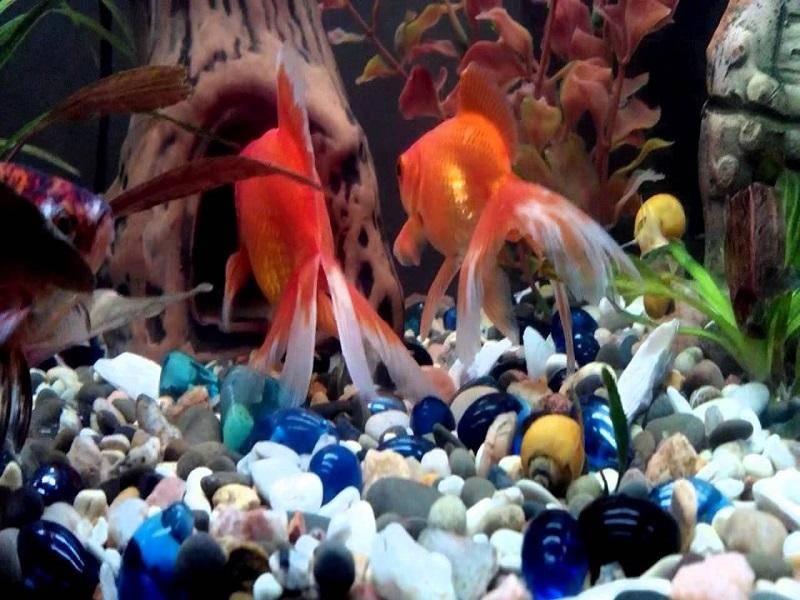 Спят ли аквариумные рыбки. как спят рыбы в воде: особенности строения органов зрения. особенности отдыха разных видов рыб