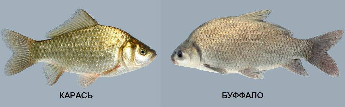 Рыба буффало: подвиды и значение в промышленном рыбоводстве