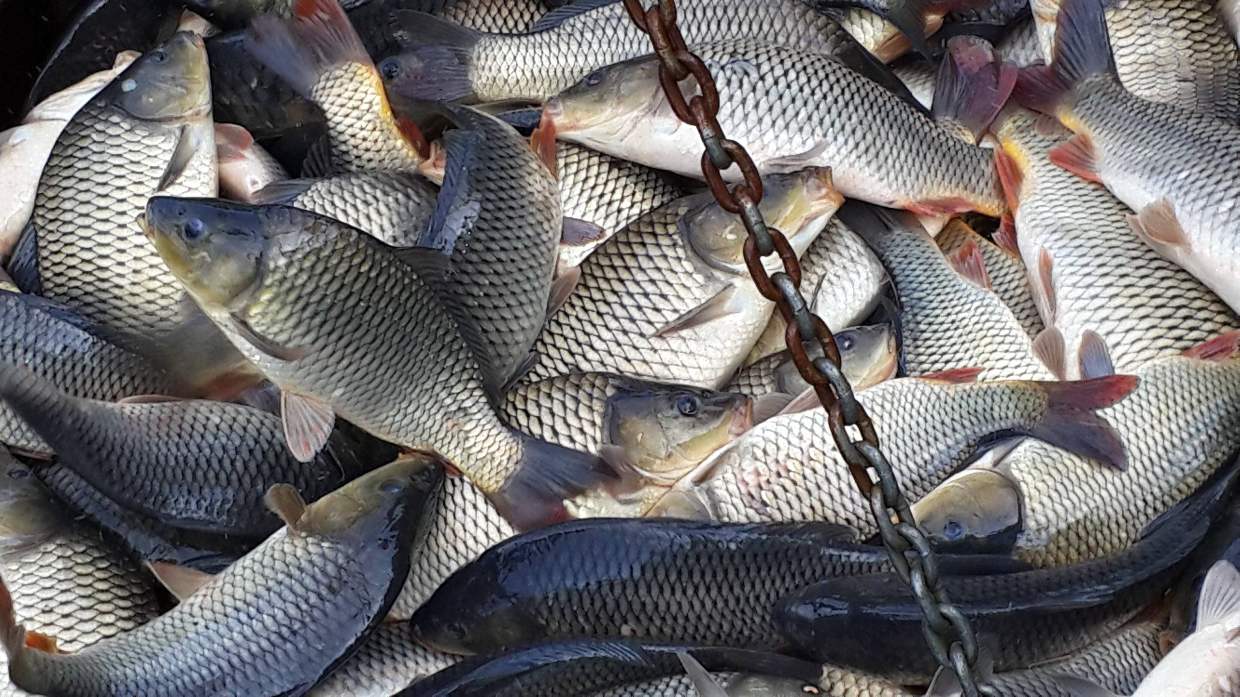 Рыбалка на лосином острове — в рыбхозе «клёвое место»