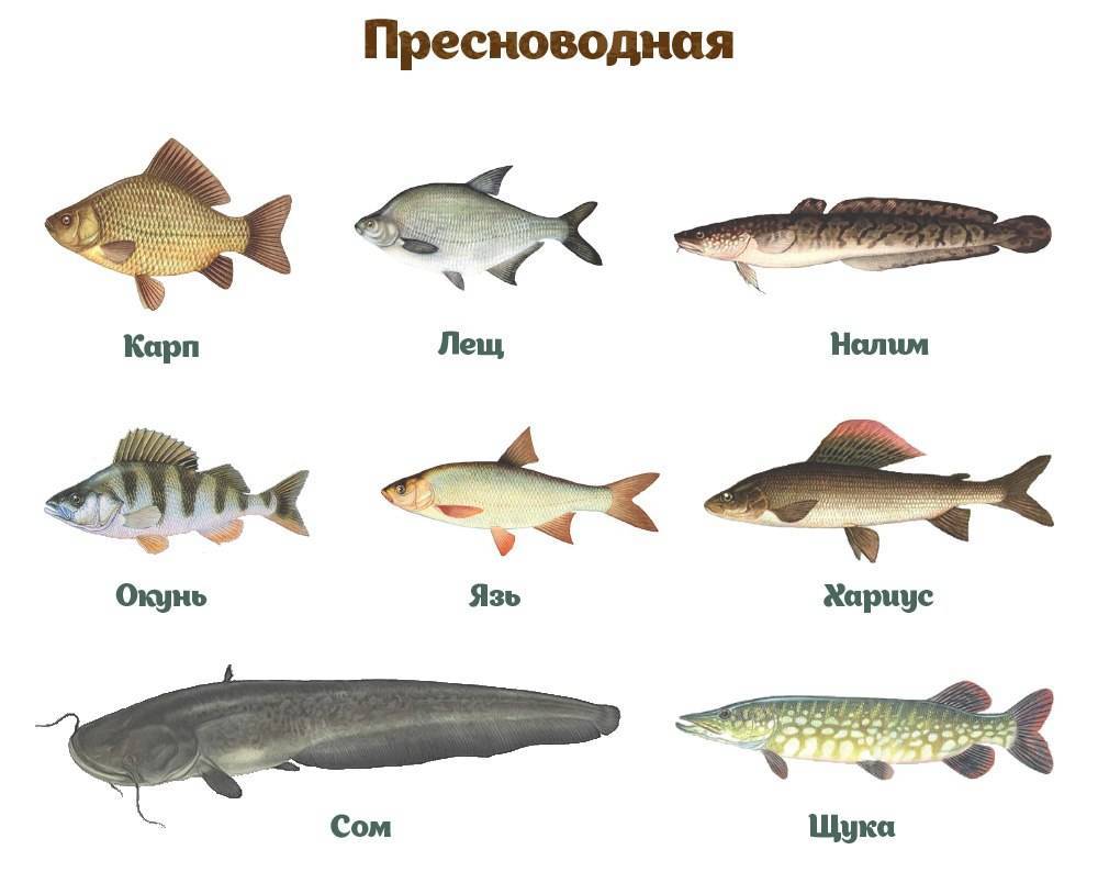 Одна из самых опасных рыб россии. какая она? - hi-news.ru