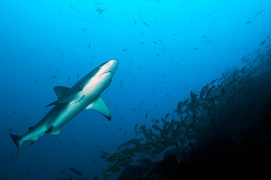 Акулы в морях и океанах. где водятся акулы, и какие из них опасны?