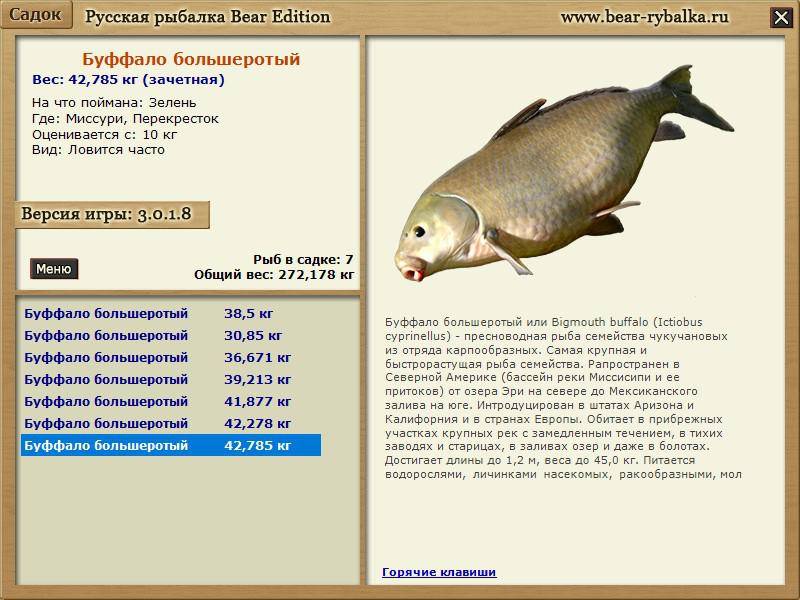 Линь рыба. описание, особенности, виды, образ жизни и среда обитания линя