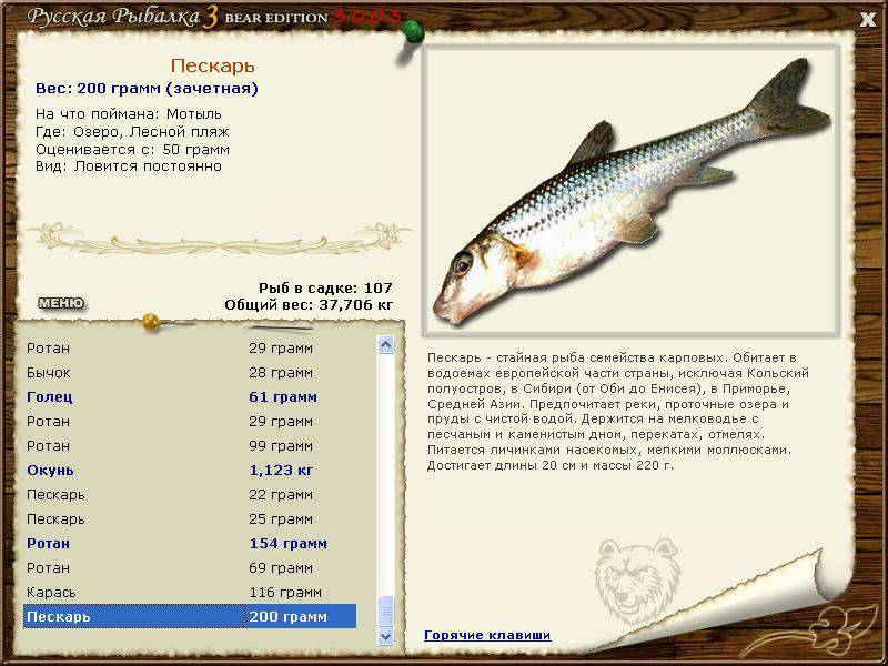 Пескарь: описание рыбы, повадки и способы ловли